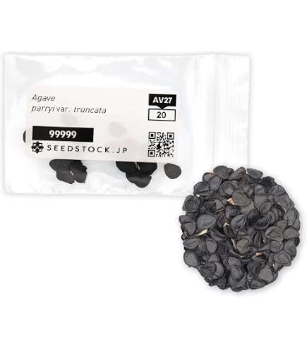 Amazon.co.jp: SEEDSTOCK アガベ オテロイ チタノタ 種子 100粒 多肉
